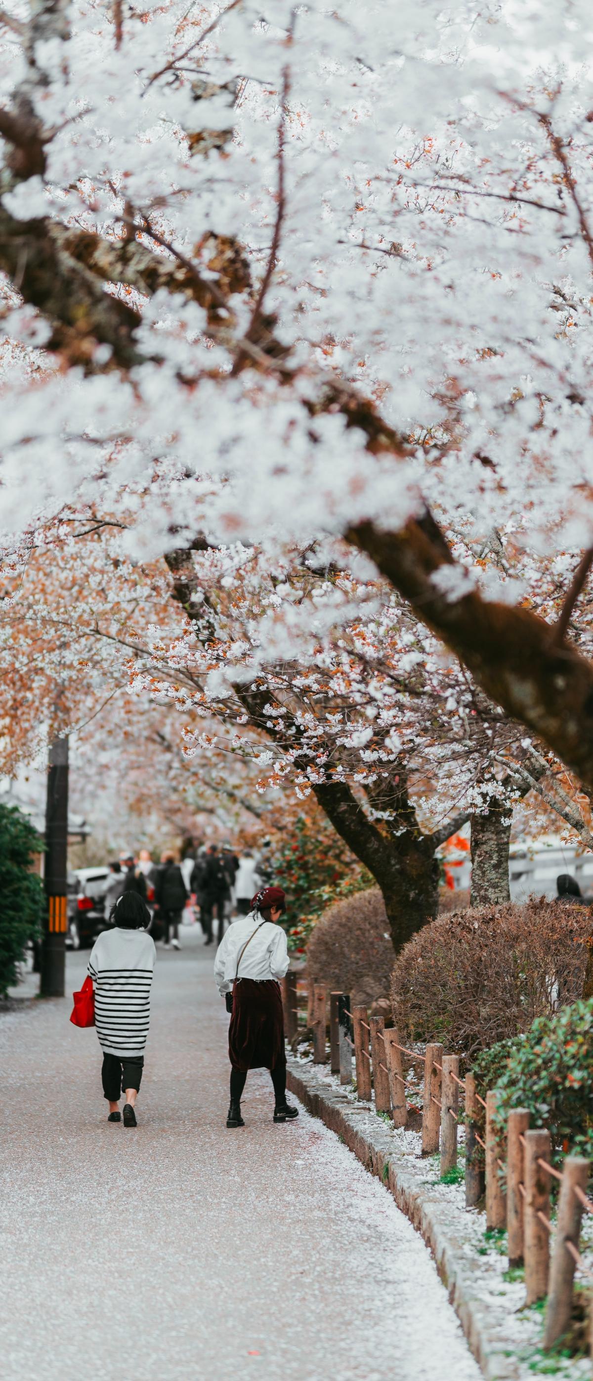 Walking under cherry blossoms