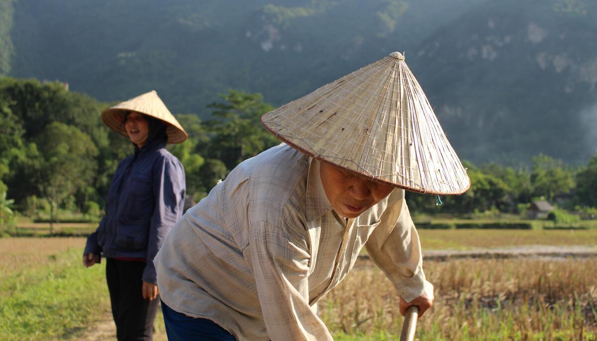 rice farmers, Vietnam