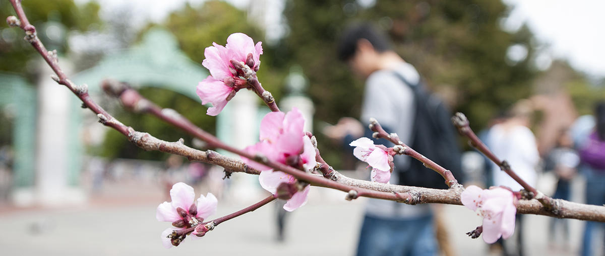 Blossoms in front of Sather Gate