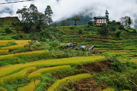 Bhutan rice steps